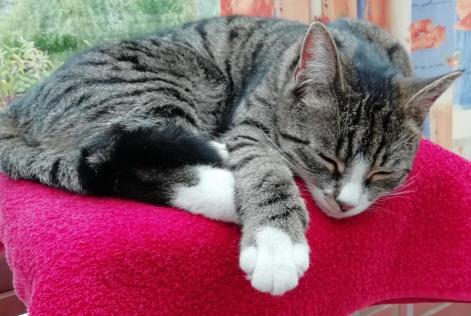 Alerta de Desaparición Gato  Hembra , 5 años Niergnies Francia