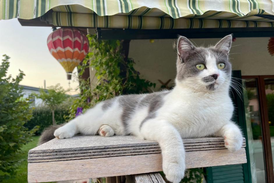 Alerta de Desaparición Gato cruce Hembra , 2 años Collombey-Muraz Suiza