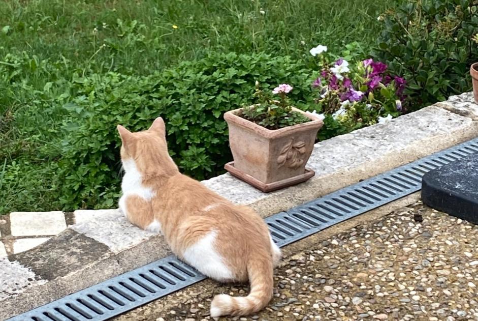 Alerta de Desaparición Gato  Macho , 3 años Vergt Francia