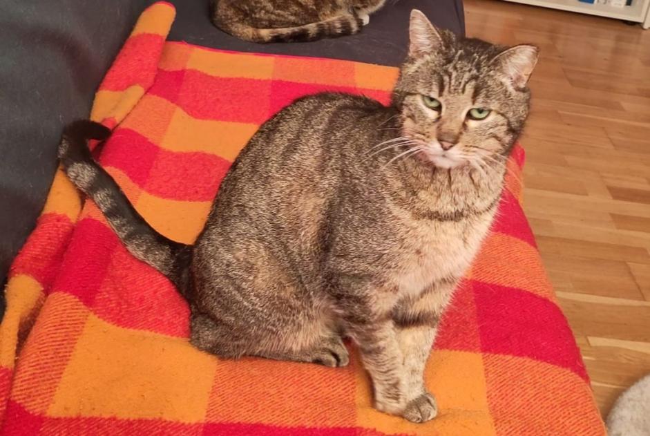 Alerta de Desaparición Gato Hembra , 9 años Villars-sur-Glâne Suiza