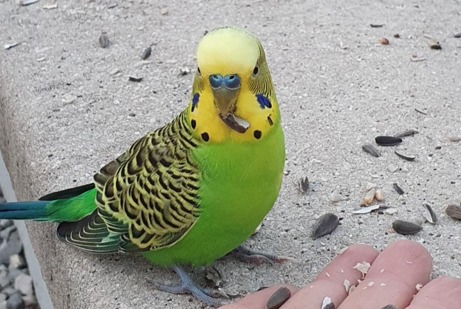 Alerta de Hallazgo Pájaro Desconocido Fontain Francia