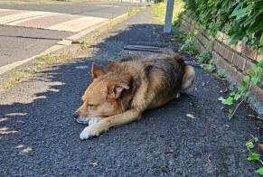 Alerta de Hallazgo Perro cruce Macho Riom Francia