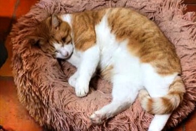 Alerta de Desaparición Gato Macho , 5 años Saint-Cyr-des-Gâts Francia