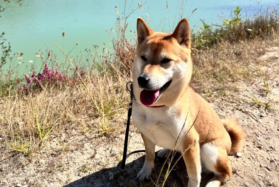 Alerta de Desaparición Perro  Hembra , 3 años Bordeaux Francia