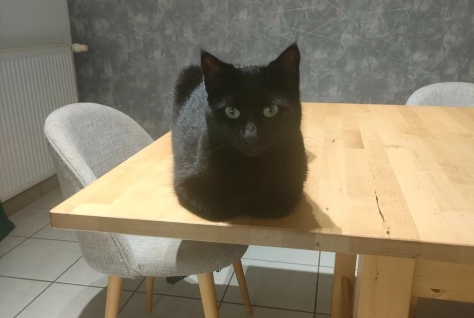 Alerta de Desaparición Gato  Macho , 6 años Pouldreuzic Francia