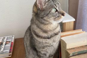 Alerta de Desaparición Gato  Hembra , 4 años Bourg-Saint-Maurice Francia