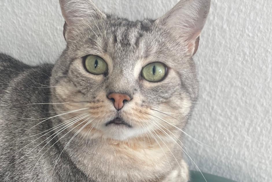 Alerta de Desaparición Gato Macho , 5 años Ecublens Suiza