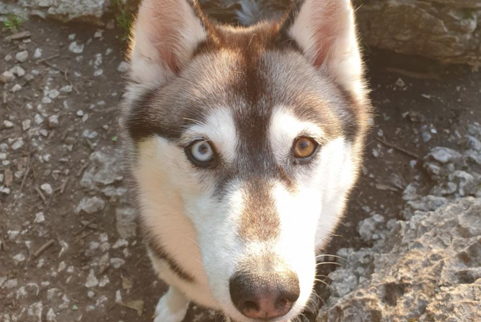 Alerta de Desaparición Perro  Hembra , 5 años Les Deserts Francia