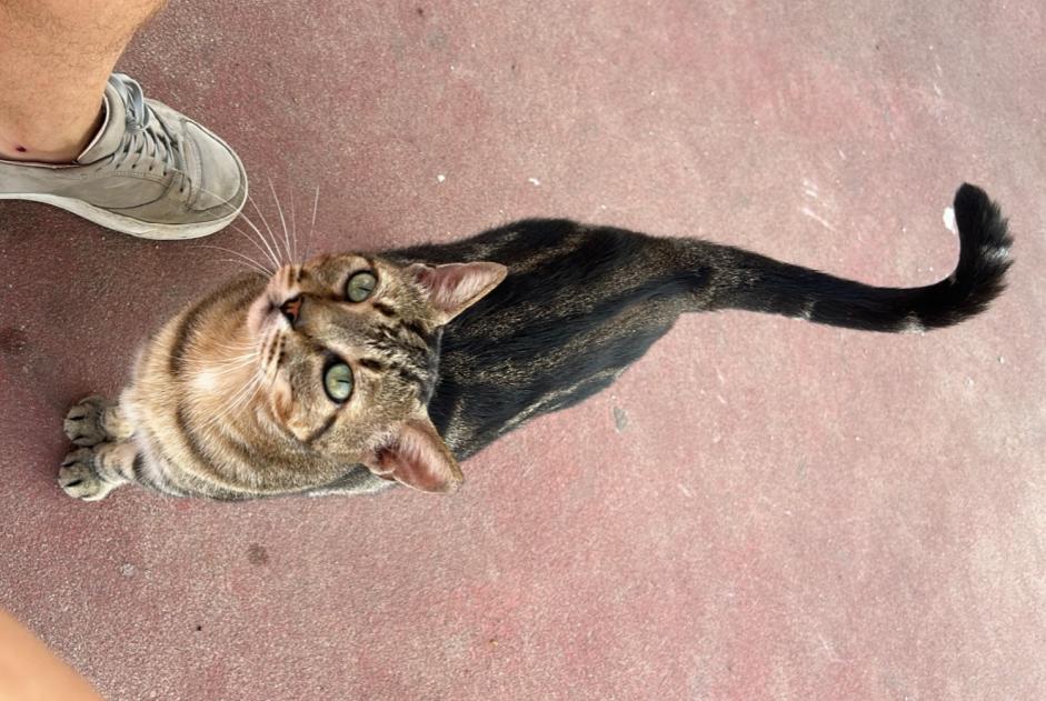 Alerta de Desaparición Gato  Hembra , 1 años Tarragona España