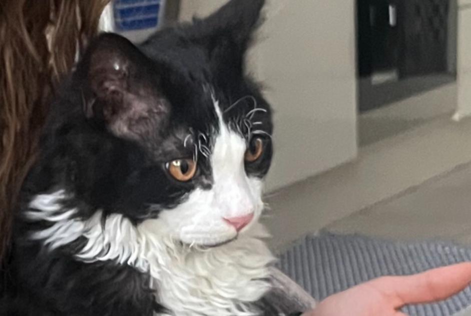 Alerta de Desaparición Gato Macho , 1 años Libourne Francia