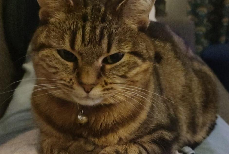 Alerta de Desaparición Gato Hembra , 6 años Le Plessis-Trévise Francia