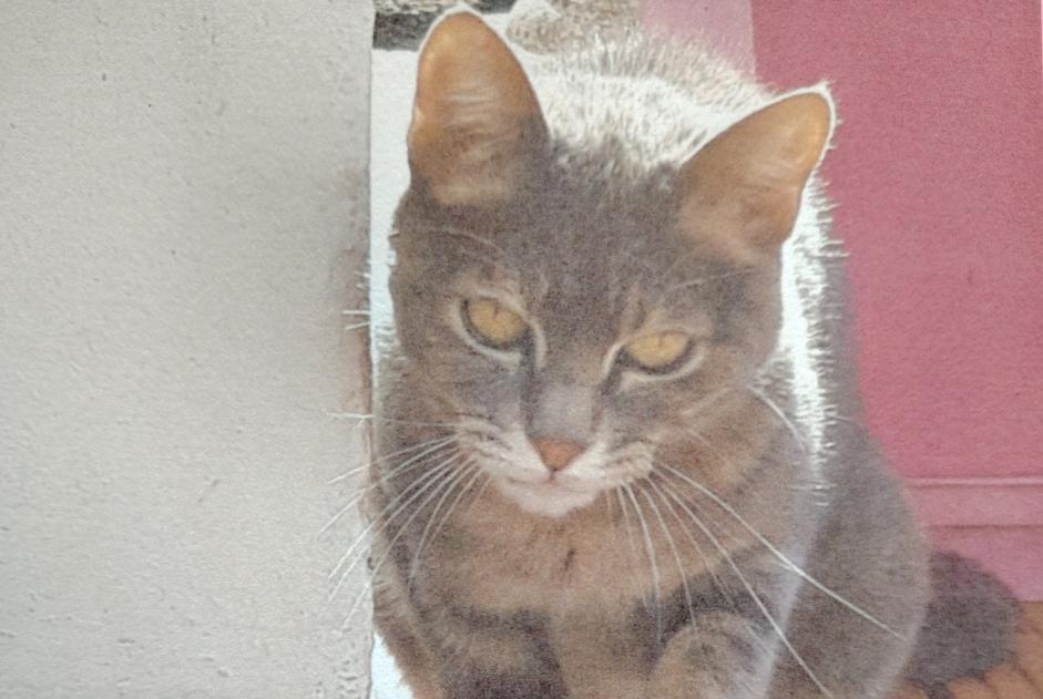 Alerta de Desaparición Gato Hembra , 15 años Le Fenouiller Francia