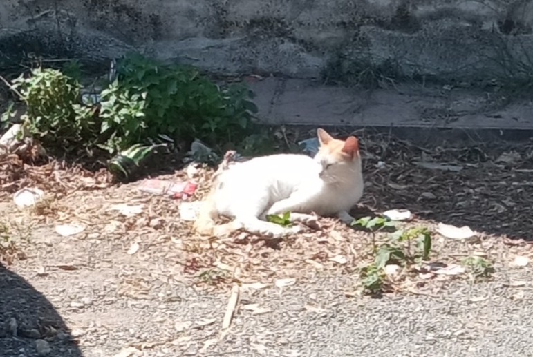 Alerta de Desaparición Gato Hembra , 3 años Murcia España