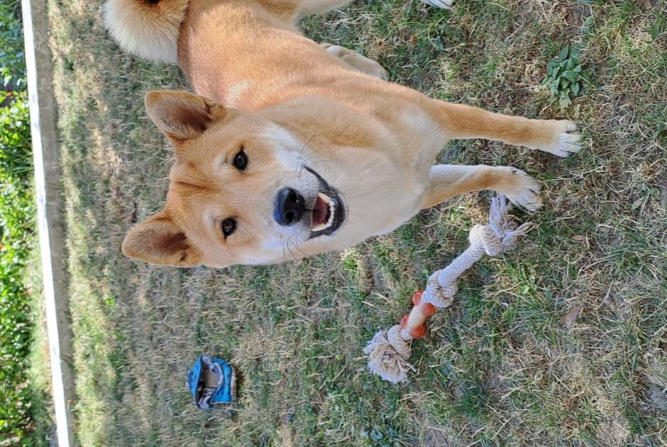 Alerta de Desaparición Perro  Macho , 0 años Saint-Martin-du-Bois Francia