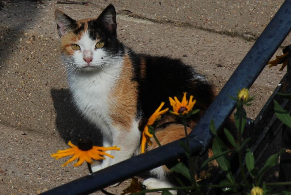 Alerta de Hallazgo Gato Desconocido , 3 años Creutzwald Francia