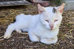 Alerta de Hallazgo Gato cruce Hembra , Entre 9 y 12 meses Carcen-Ponson Francia