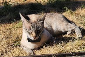 Alerta de Desaparición Gato Hembra , 3 años Montreux Suiza