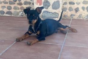 Alerta de Hallazgo Perro Macho Beas de Guadix España