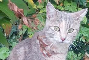 Alerta de Hallazgo Gato Hembra Vevey Suiza