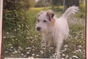 Alerta de Desaparición Perro  Macho , 9 años Chêne-Bourg Suiza