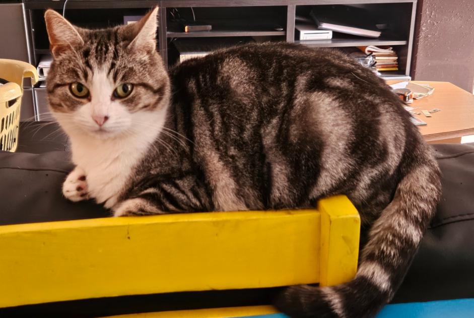 Alerta de Desaparición Gato  Hembra , 6 años Saint-Erblon Francia