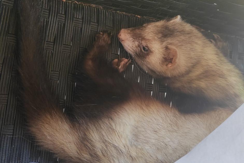 Alerta de Desaparición Otros ferret Macho , 2025 años Charmont-en-Beauce Francia