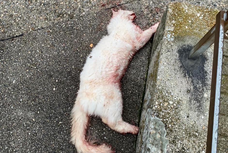 Alerta de Hallazgo Gato Desconocido La Grande Béroche Suiza