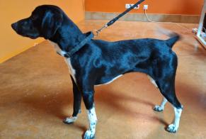 Alerta de Hallazgo Perro Macho Blauzac Francia