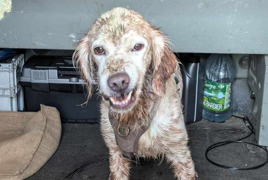 Alerta de Hallazgo Perro Desconocido Panzoult Francia