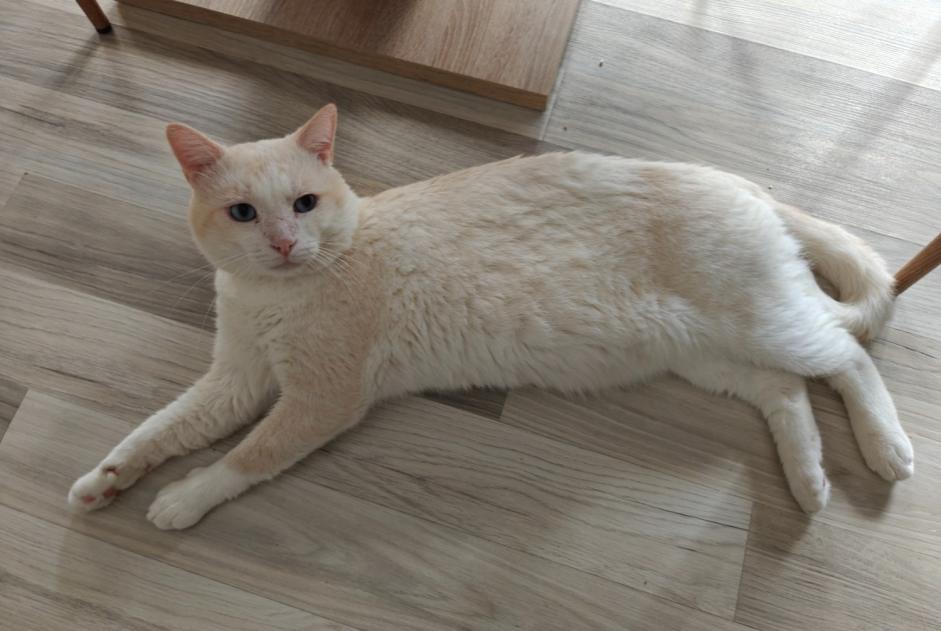 Alerta de Desaparición Gato  Macho , 4 años Sion Suiza