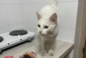 Alerta de Hallazgo Gato Hembra , 2 años Jerez de la Frontera España