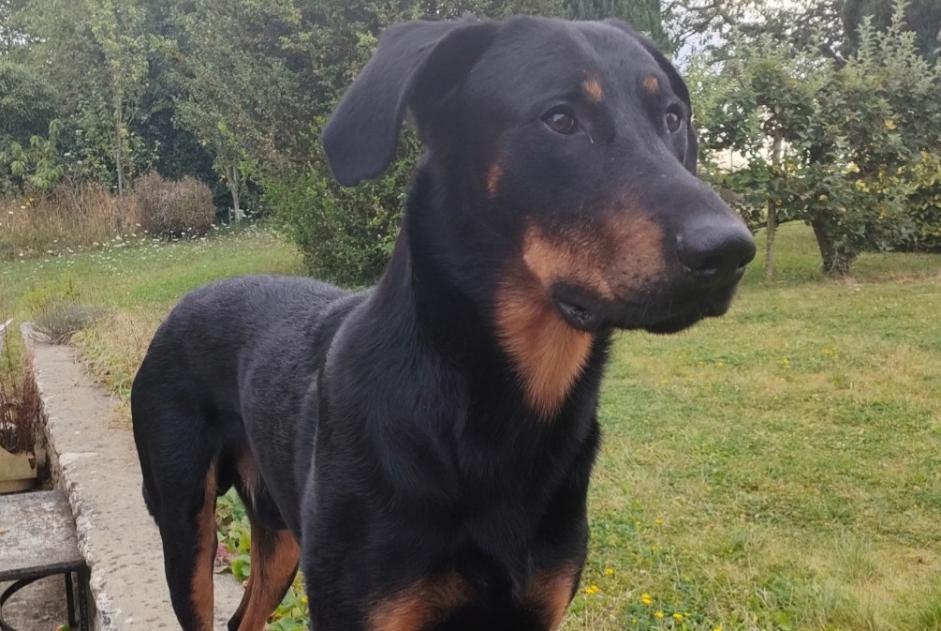 Alerta de Desaparición Perro  Macho , 4 años Melun Francia