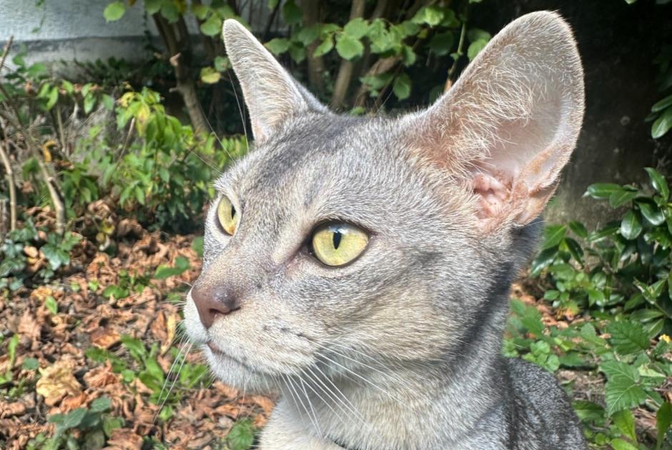 Alerta de Desaparición Gato  Macho , 4 años Idar-Oberstein Alemania