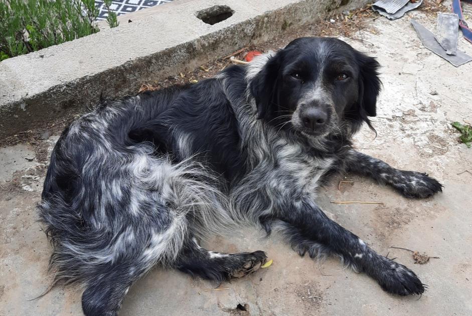 Alerta de Desaparición Perro  Hembra , 6 años Comines-Warneton Bélgica