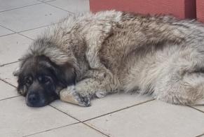 Alerta de Desaparición Perro  Hembra , 8 años Benisa España