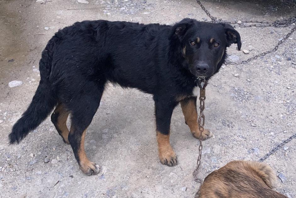 Alerta de Desaparición Perro cruce Macho , 2 años Châteauroux-les-Alpes Francia