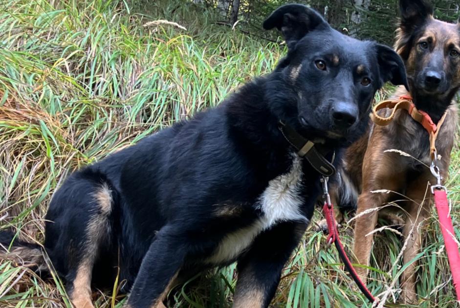 Alerta de Desaparición Perro cruce Macho , 2 años Châteauroux-les-Alpes Francia