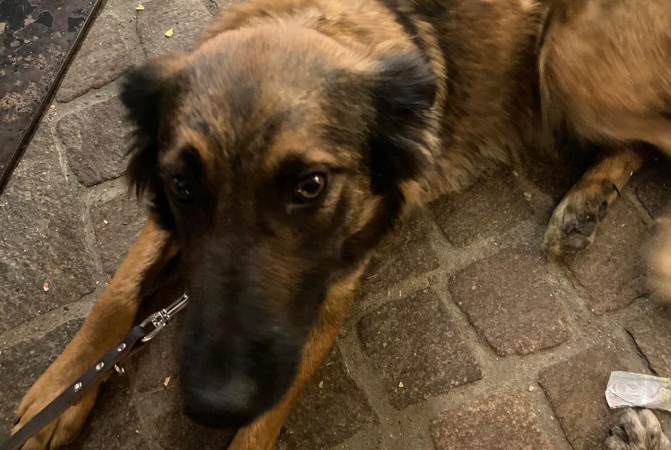 Alerta de Desaparición Perro cruce Hembra , 3 años Châteauroux-les-Alpes Francia