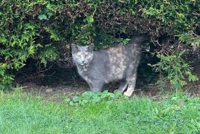 Alerta de Hallazgo Gato Hembra La Roche-sur-Yon Francia