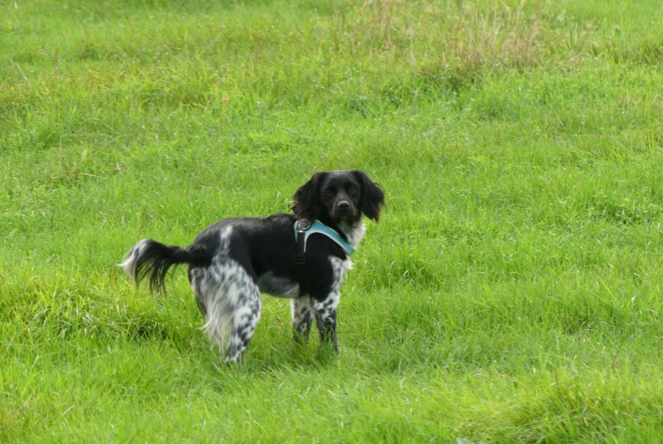 Alerta de Desaparición Perro  Hembra , 6 años Comines-Warneton Bélgica