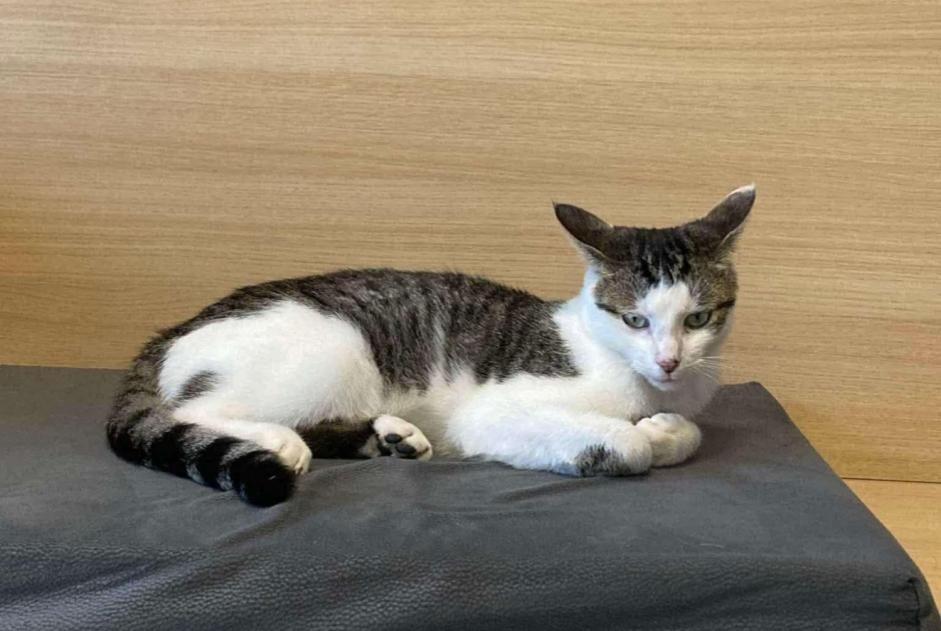 Alerta de Desaparición Gato cruce Macho , 2 años Silly Bélgica