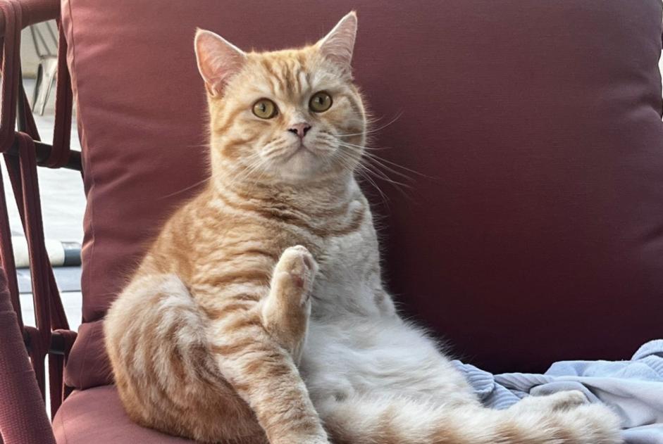 Alerta de Desaparición Gato Macho , 4 años Forest Bélgica