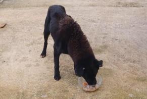 Alerta de Hallazgo Perro  Desconocido Asnières-sur-Nouère Francia