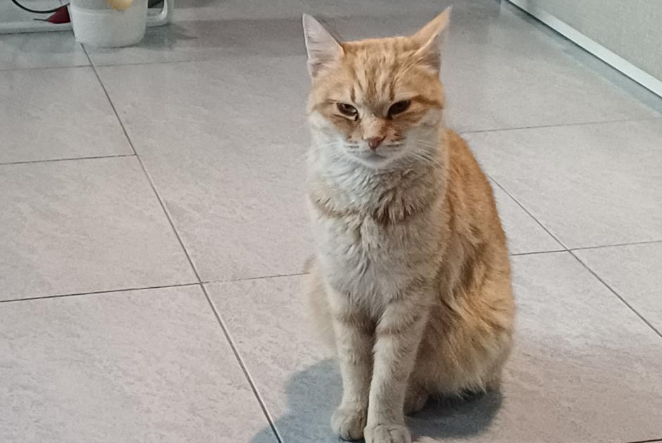 Alerta de Hallazgo Gato cruce Desconocido Ciampino Italia