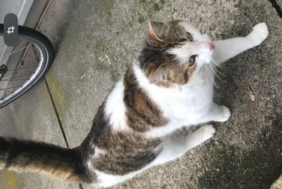 Alerta de Desaparición Gato Macho , 5 años Corminboeuf Suiza