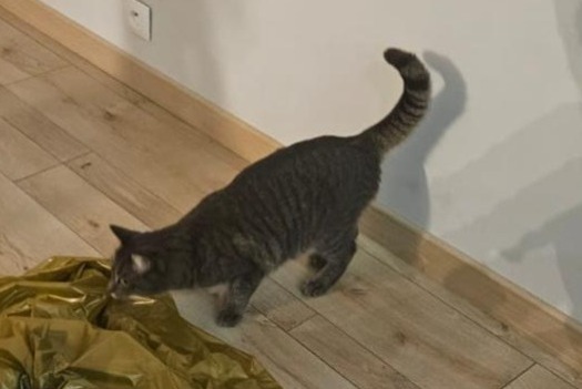 Alerta de Desaparición Gato cruce Hembra , 3 años Le Bouscat Francia