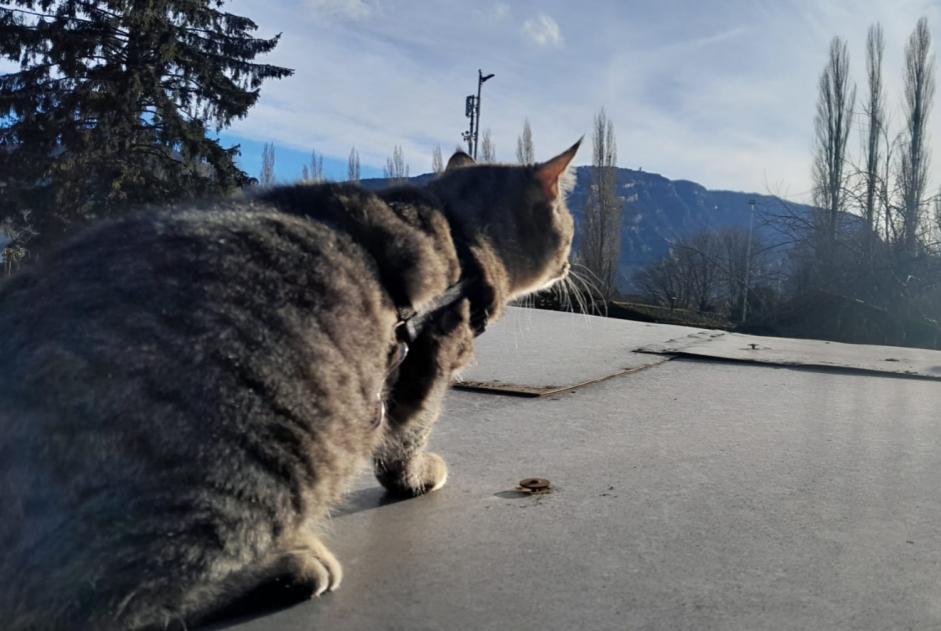 Alerta de Desaparición Gato Macho , 1 años Chêne-Bourg Suiza