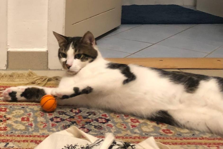 Alerta de Desaparición Gato  Macho , 1 años Genève Suiza