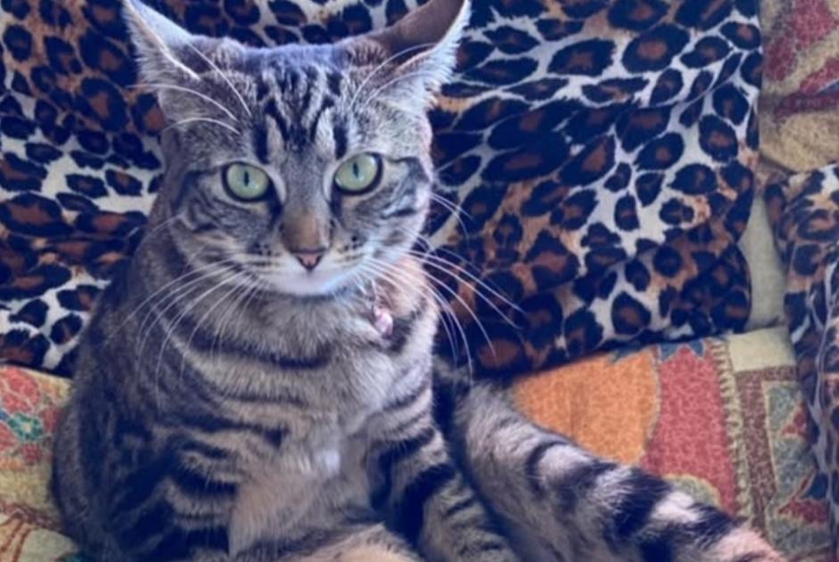 Alerta de Desaparición Gato Hembra , 4 años Neuchâtel Suiza