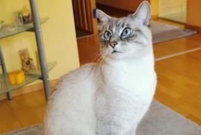 Alerta de Desaparición Gato cruce Hembra , 11 años Genève Suiza